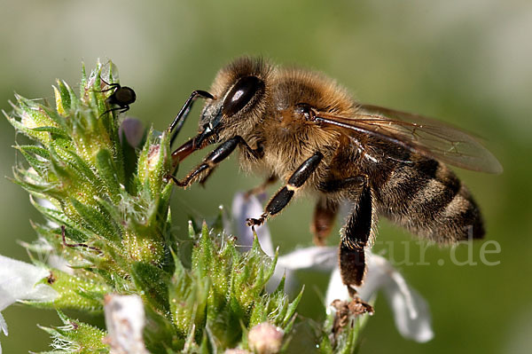 Westliche Honigbiene (Apis mellifera)