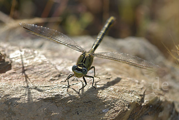 Westliche Keiljungfer (Gomphus pulchellus)