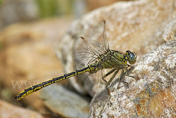 Westliche Keiljungfer (Gomphus pulchellus)