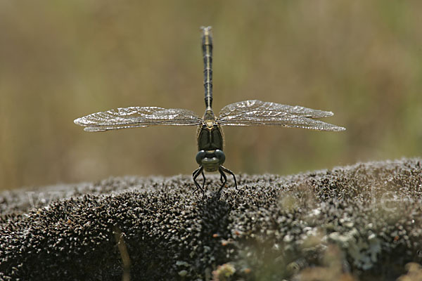 Westliche Keiljungfer (Gomphus pulchellus)