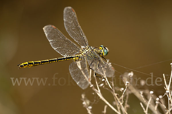 Westliche Keiljungfer (Gomphus pulchellus)