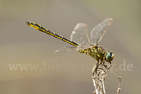 Westliche Keiljungfer (Gomphus pulchellus)