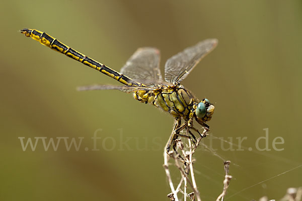 Westliche Keiljungfer (Gomphus pulchellus)