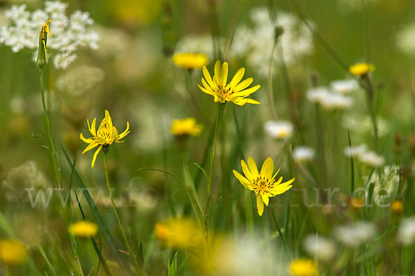 Wiesen-Bocksbart (Tragopogon pratensis)