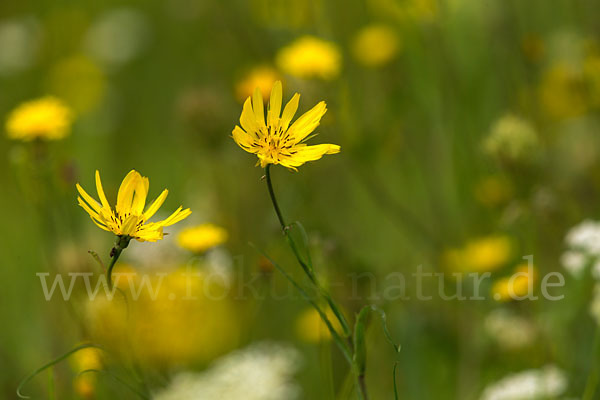 Wiesen-Bocksbart (Tragopogon pratensis)