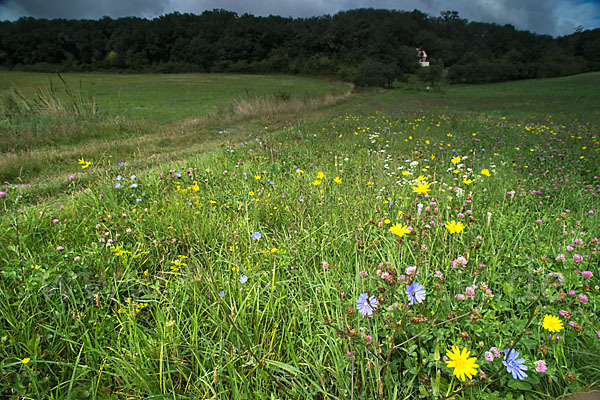 Wiesen-Bocksbart (Tragopogon pratensis)