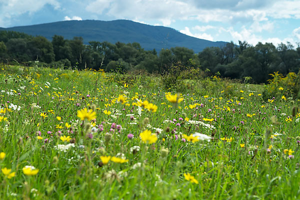 Wiesen-Bocksbart (Tragopogon pratensis)