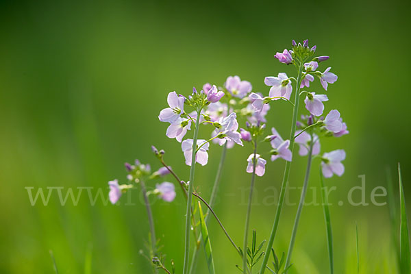 Wiesen-Schaumkraut (Cardamine pratensis)