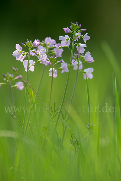 Wiesen-Schaumkraut (Cardamine pratensis)