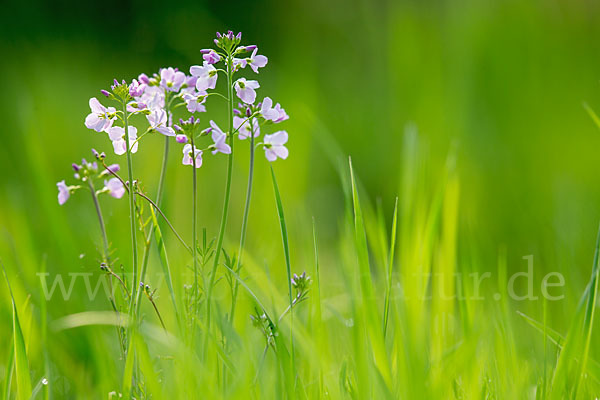 Wiesen-Schaumkraut (Cardamine pratensis)