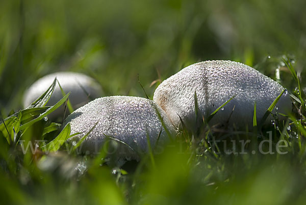 Wiesenchampignon (Agaricus campestris)