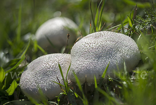 Wiesenchampignon (Agaricus campestris)