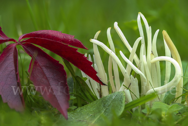 Wiesenkeule (Clavaria fragilis)