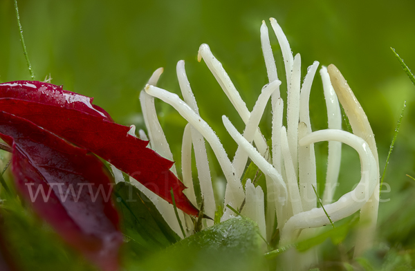 Wiesenkeule (Clavaria fragilis)