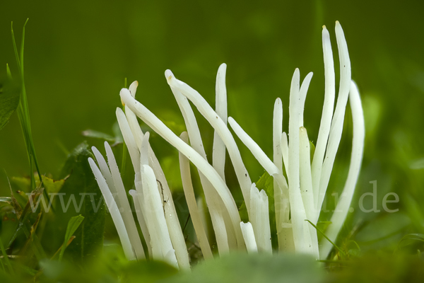 Wiesenkeule (Clavaria fragilis)