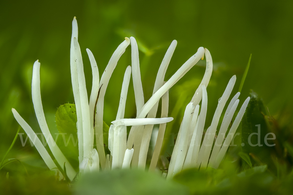 Wiesenkeule (Clavaria fragilis)