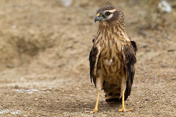 Wiesenweihe (Circus pygargus)