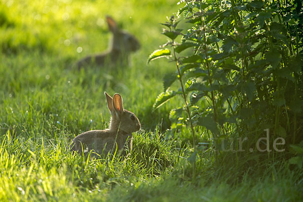 Wildkaninchen (Oryctolagus cuniculus)