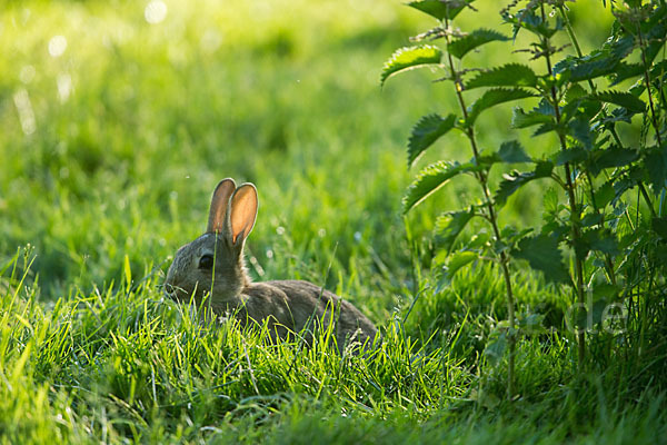 Wildkaninchen (Oryctolagus cuniculus)