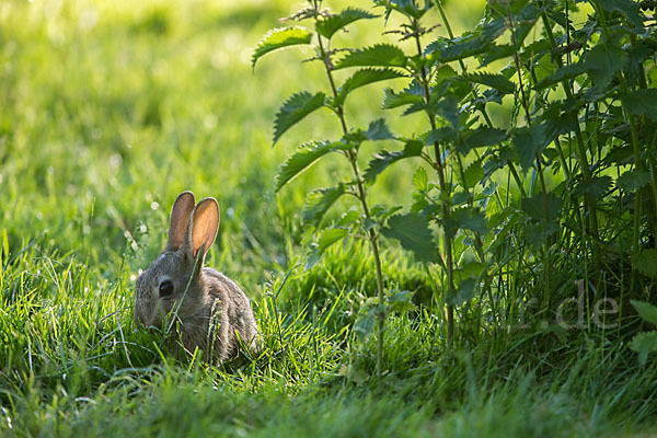 Wildkaninchen (Oryctolagus cuniculus)