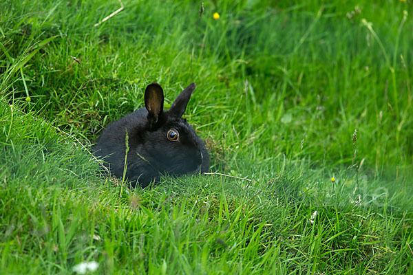 Wildkaninchen (Oryctolagus cuniculus)