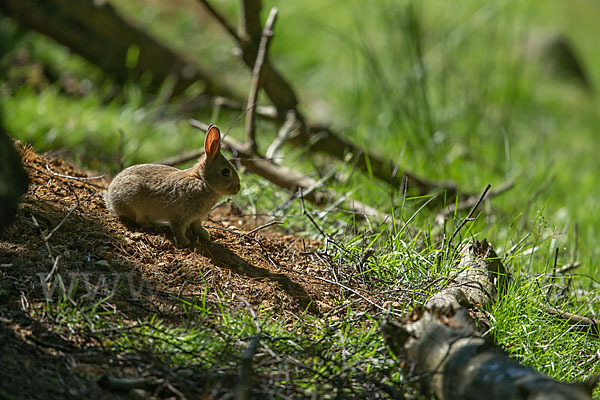 Wildkaninchen (Oryctolagus cuniculus)