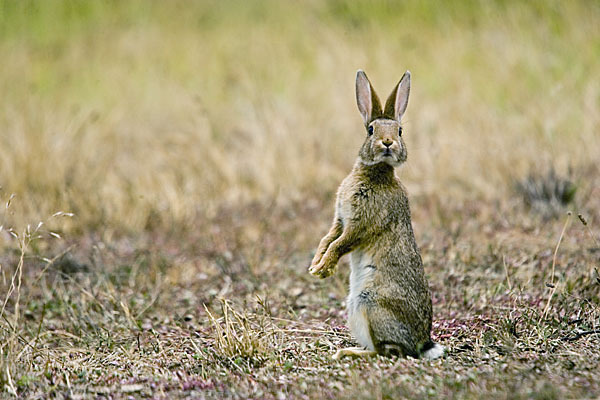 Wildkaninchen (Oryctolagus cuniculus)