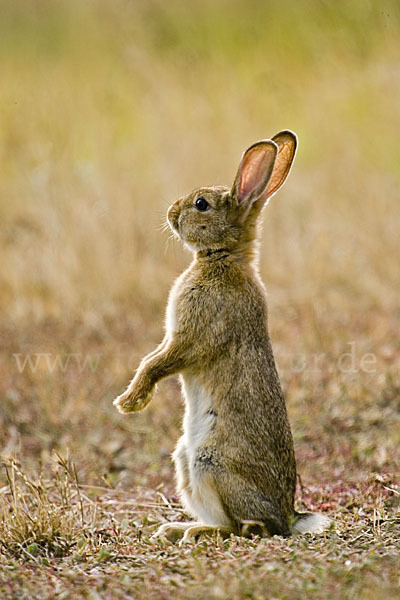 Wildkaninchen (Oryctolagus cuniculus)