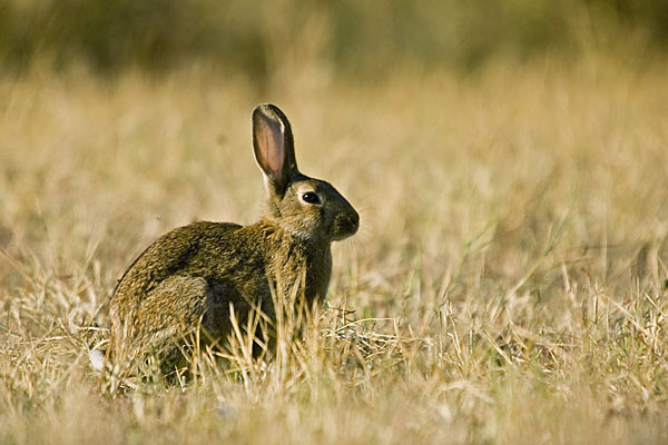 Wildkaninchen (Oryctolagus cuniculus)