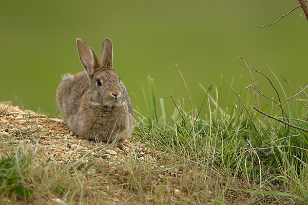 Wildkaninchen (Oryctolagus cuniculus)