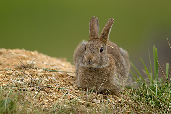 Wildkaninchen (Oryctolagus cuniculus)