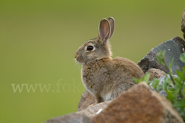 Wildkaninchen (Oryctolagus cuniculus)