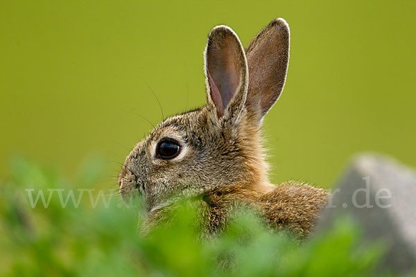 Wildkaninchen (Oryctolagus cuniculus)