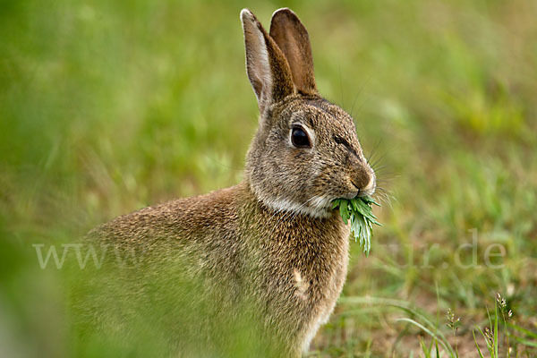 Wildkaninchen (Oryctolagus cuniculus)