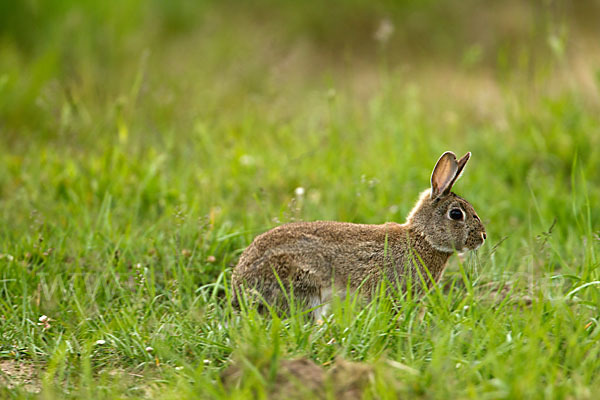 Wildkaninchen (Oryctolagus cuniculus)