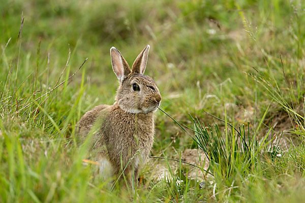 Wildkaninchen (Oryctolagus cuniculus)