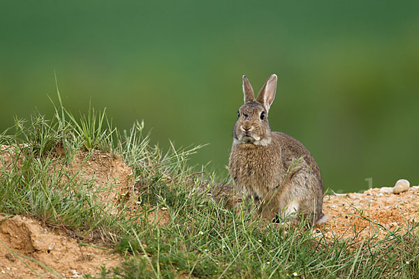 Wildkaninchen (Oryctolagus cuniculus)