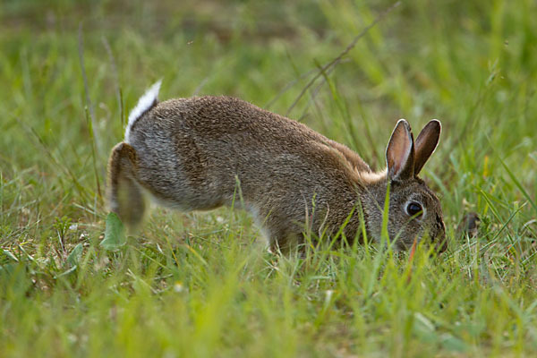 Wildkaninchen (Oryctolagus cuniculus)