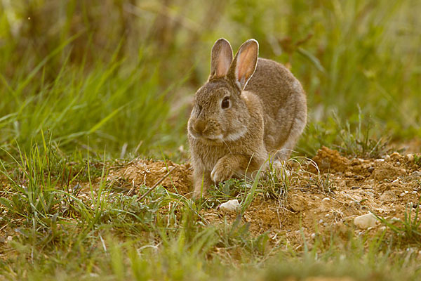 Wildkaninchen (Oryctolagus cuniculus)