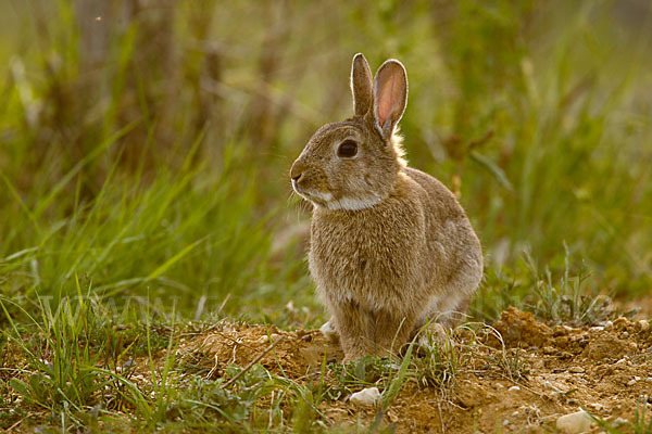 Wildkaninchen (Oryctolagus cuniculus)