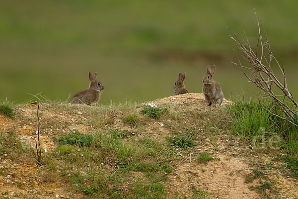 Wildkaninchen (Oryctolagus cuniculus)