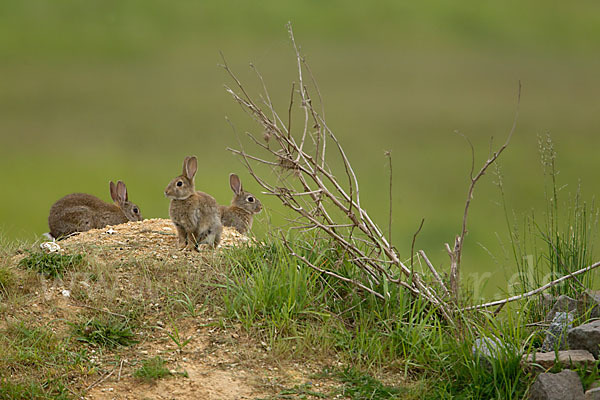 Wildkaninchen (Oryctolagus cuniculus)