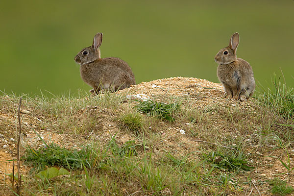 Wildkaninchen (Oryctolagus cuniculus)