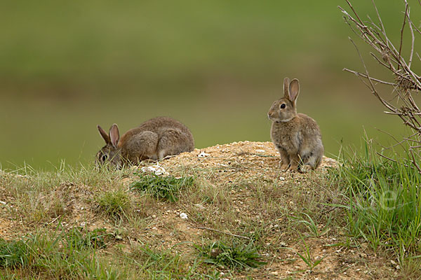 Wildkaninchen (Oryctolagus cuniculus)