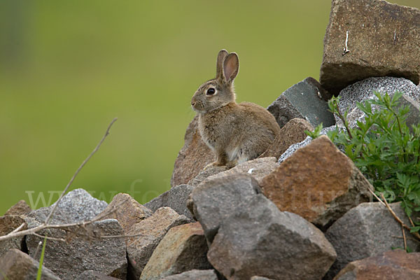 Wildkaninchen (Oryctolagus cuniculus)