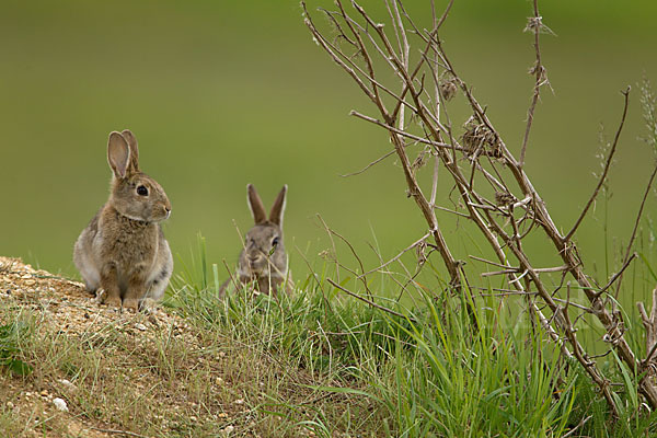 Wildkaninchen (Oryctolagus cuniculus)