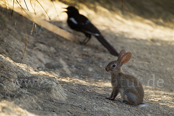 Wildkaninchen (Oryctolagus cuniculus)