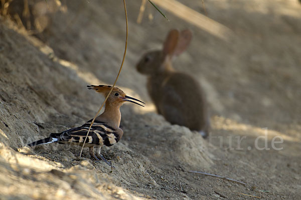 Wildkaninchen (Oryctolagus cuniculus)