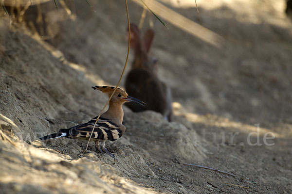 Wildkaninchen (Oryctolagus cuniculus)