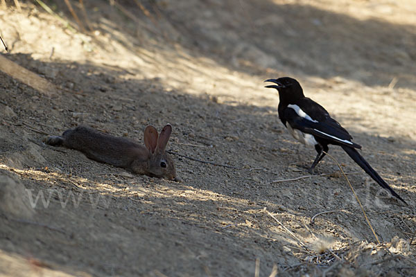 Wildkaninchen (Oryctolagus cuniculus)